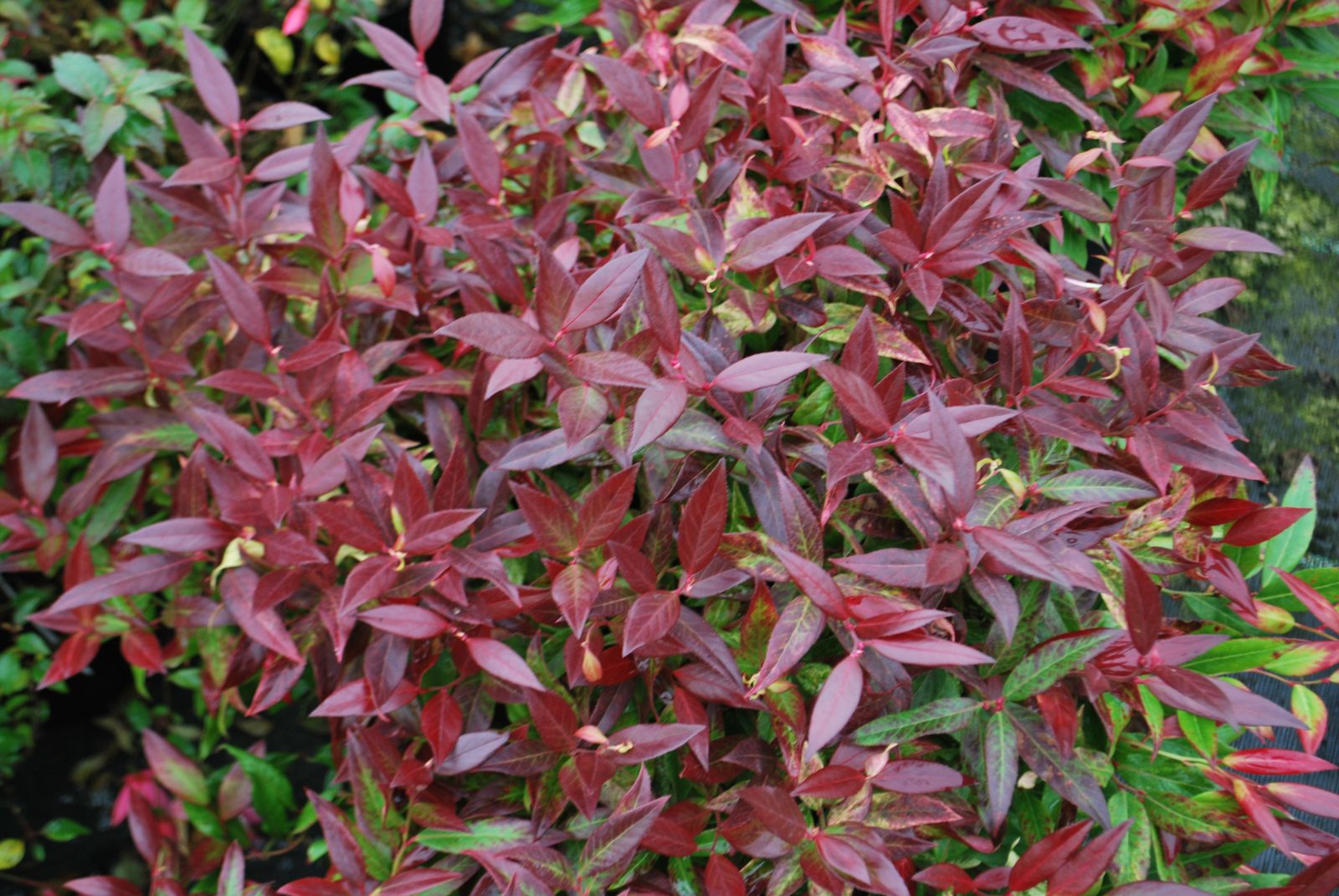 Leucothoe fontanesiana 'Scarletta'